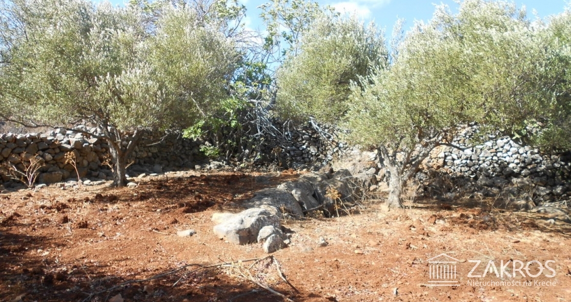 Nadzwyczajna nieruchomość z ogrodem, tarasami i dwoma gajami oliwnymi